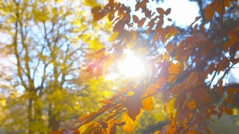 Autumn - Sequence of different autumn foliage impressions - ProRes Vidéo 93734409