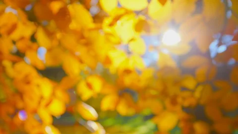 Autumn - Sequence of different completely defocused autumn foliage backgrounds Stock-Footage 93942246