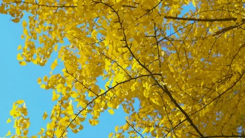 Autumn - Sequence of different Ginkgo autumn foliage shots - ProRes Vídeos de archivo 94069848