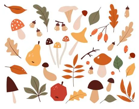 Autumn set, hand drawn elements. Botanical leaves, flowers, berries,mushrooms Stock Illustration