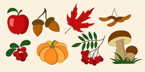 Autumn set of natural elements Stock Illustration