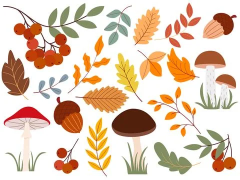 Autumn set of natural forest elements Illustrazione stock