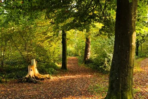 Autumn setting in a forrest with sun rays Stock Photos