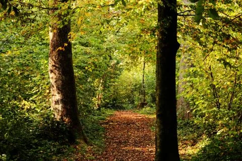 Autumn setting in a forrest with sun rays Stock Photos