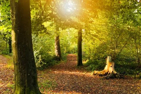 Autumn setting in a forrest with sun rays Foto stock