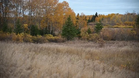 An autumn setting with a multi-colored forest in the background  Stock Footage 140123748