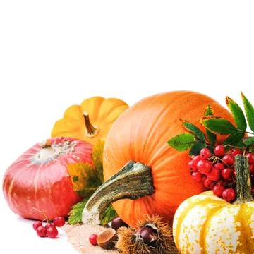 Autumn setting with various pumpkins Stock Photos