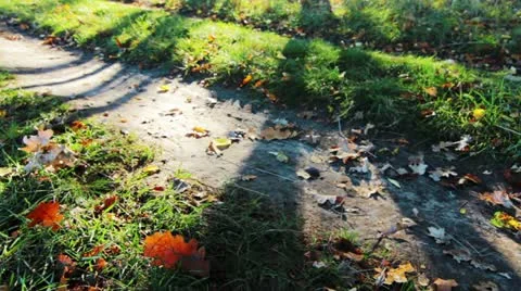 Autumn shadows Stock Footage 12411408
