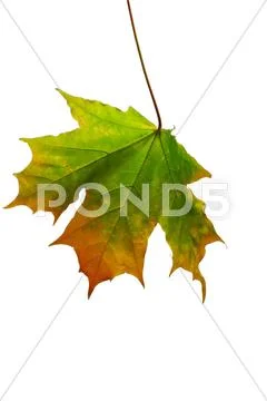 Autumn sheet of a maple. Stock Photos