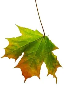 Autumn sheet of a maple. Stock Photos