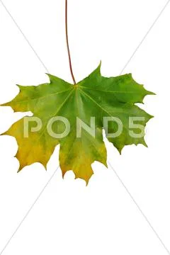 Autumn sheet of a maple. Stock Photos