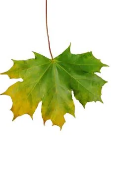 Autumn sheet of a maple. Foto stock