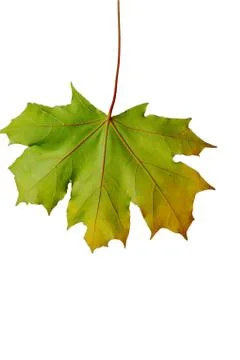 Autumn sheet of a maple. Stock Photos