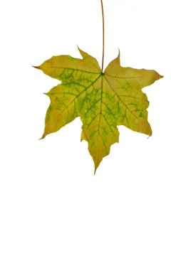 Autumn sheet of a maple. Stock Photos