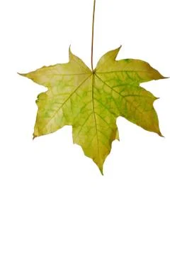 Autumn sheet of a maple. Stock Photos