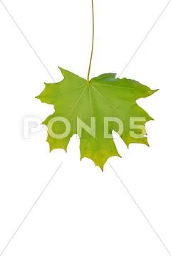 Autumn sheet of a maple. Stock Photos