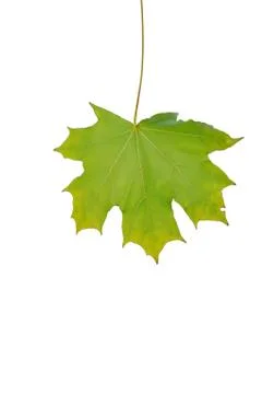 Autumn sheet of a maple. Foto stock