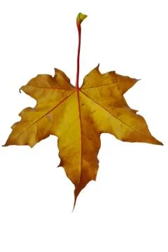 Autumn sheet of a maple. Stock Photos