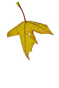 Autumn sheet of a maple. Stock Photos