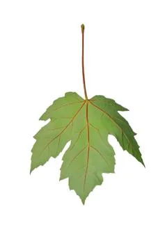 Autumn sheet of a maple. Stock Photos