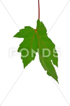 Autumn sheet of a maple. Stock Photos