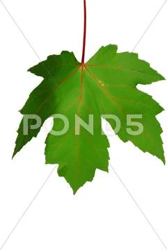 Autumn sheet of a maple. Stock Photos