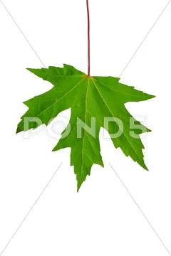 Autumn sheet of a maple. Stock Photos