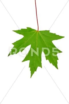 Autumn sheet of a maple. Stock Photos