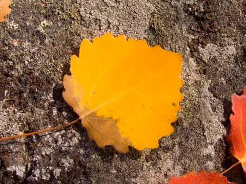 Autumn sheet Stock Photos