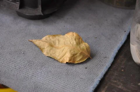 Autumn sheet is on the shelf Stock Photos