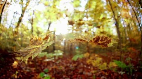 Autumn sheets Stock-Footage 8995908