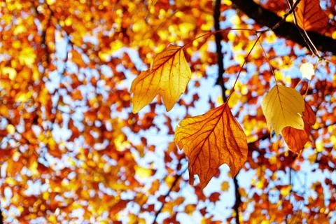 Autumn sheets in the sunlight Stock Photos
