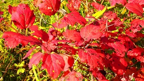 Autumn shrub with red leaves. Stock Footage 80281679