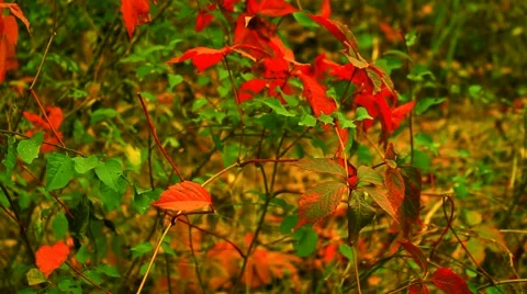 Autumn shrubs Video stock 55511707