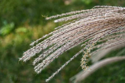 Autumn silver grass texture Fotos Stock