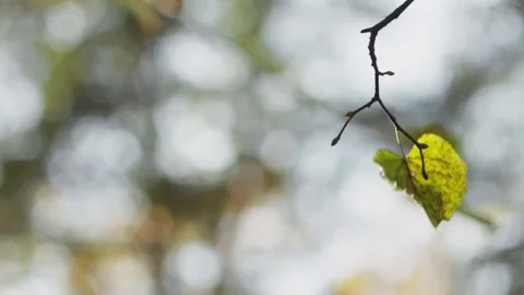 Autumn. Single leaf on a branch sways in the wind in slow motion. Fall Stock Footage 157443024