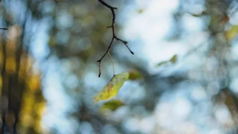 Autumn. Single leaf on a branch sways in the wind. Fall. Loneliness, sadness Stock Footage 160243198