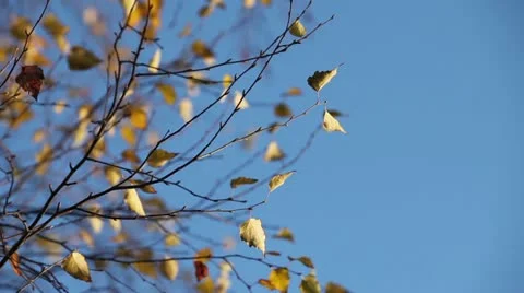 Autumn sky Stock Footage 12580850