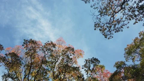 Autumn sky Stock Footage 133105894