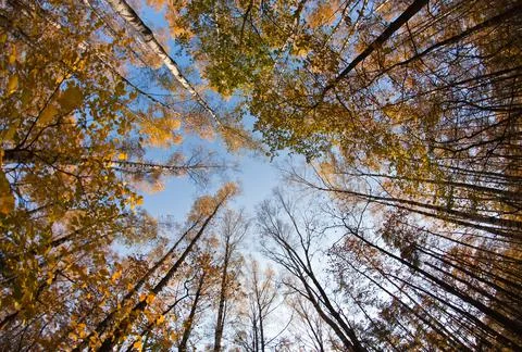 Autumn sky in forest Stock Photos