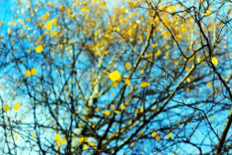 The autumn sky Foto stock