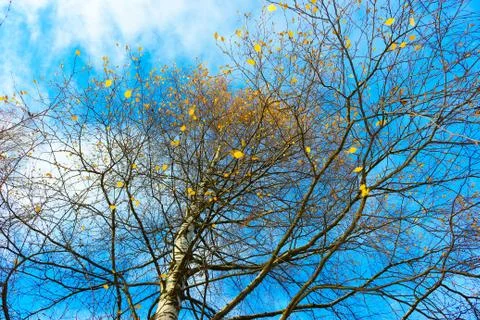 The autumn sky Stock Photos