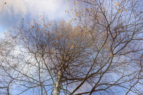 The autumn sky Foto stock