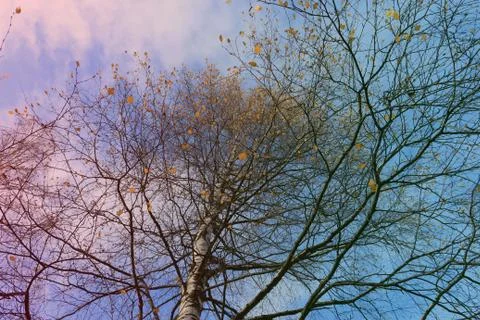 The autumn sky Stock-Fotos