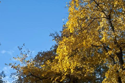 Autumn sky. Stock Photos