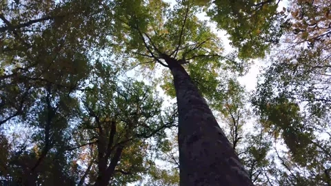 Autumn Sky Tree Stock Footage 149187599