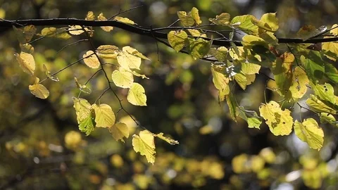 Autumn in the slow motion Stock Footage 120421920