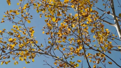 Autumn slowmo Stock Footage 146887925