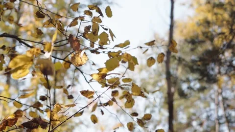 Autumn slowmo Stock Footage 146888213