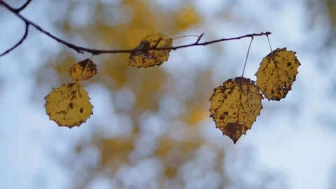 Autumn slowmo Stock Footage 146888441
